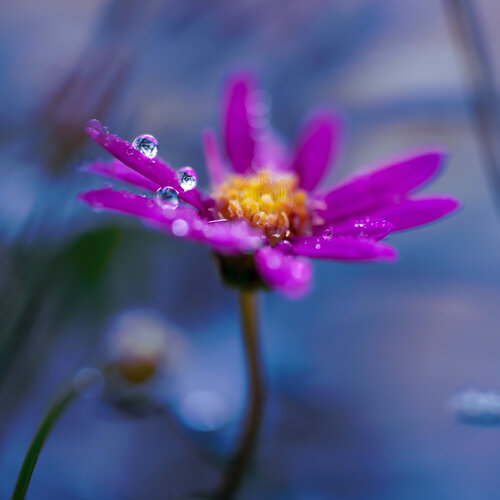 Tauglanz by Isa Vanbelli, Photography for Sale on Singulart
