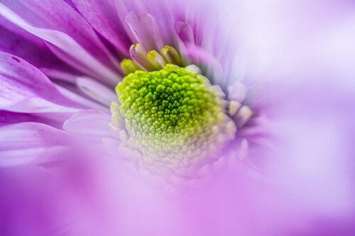 Within par Isa Vanbelli, Photographie en vente sur Singulart