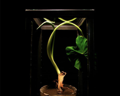 Taro Sculpture Detail - Alteration of Plants Series Sculpture Photograph di Aram Asarian, Fotografia in vendita su Singulart