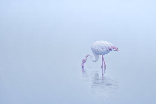 Flamingos in the mist (2) de David Campling, Fotografía a la venta en Singulart