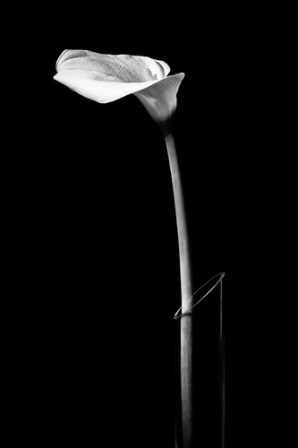 Lilly in a glass vase, Black and White de David Campling, Fotografía a la venta en Singulart