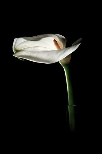 Single Lilly de David Campling, Fotografía a la venta en Singulart