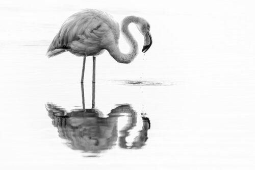Just me and my reflection par David Campling, Photographie en vente sur Singulart