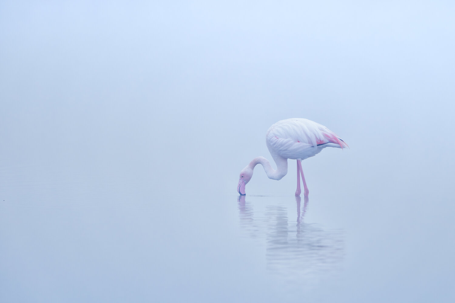 Flamingos in the mist (2) David Campling