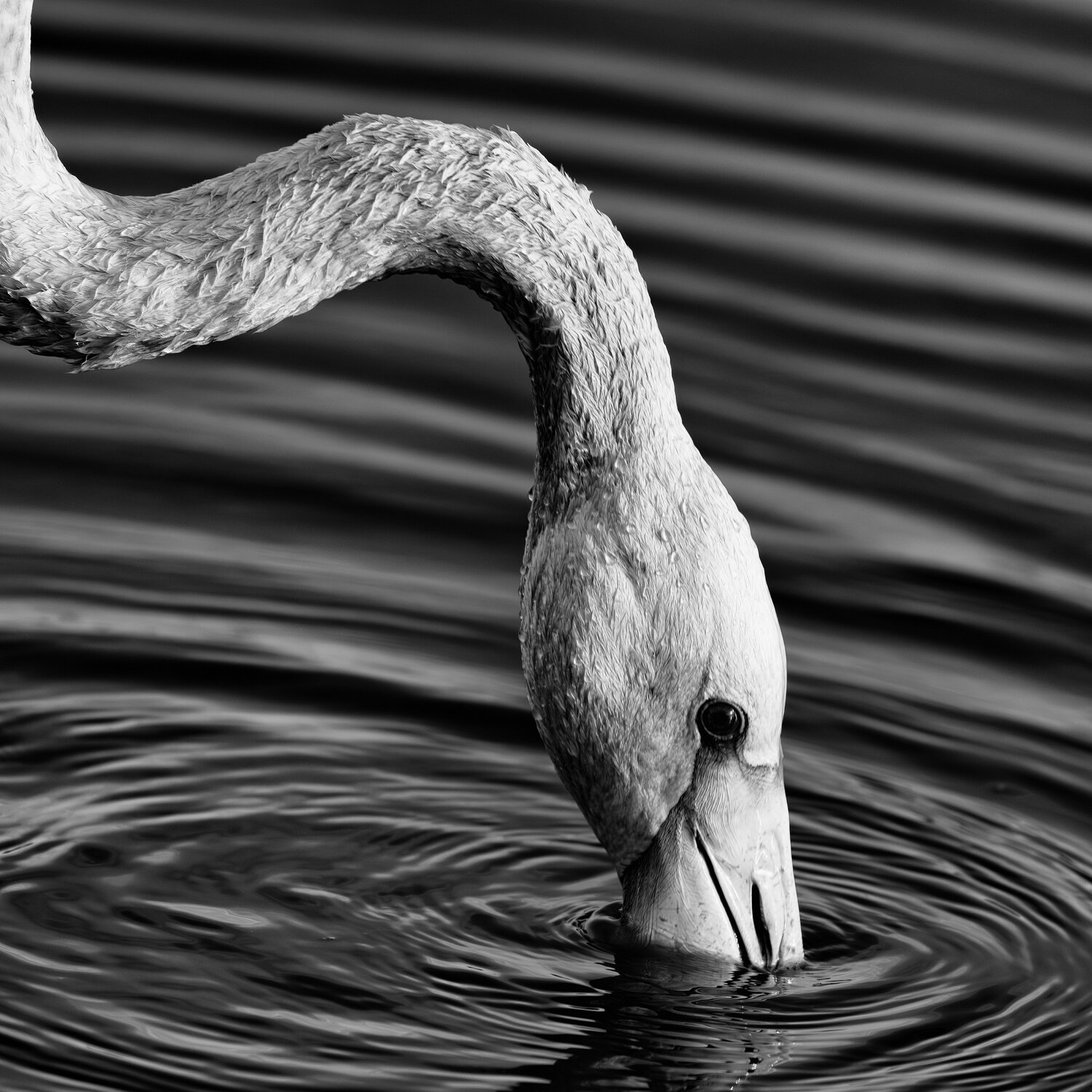 Flamingos close up David Campling