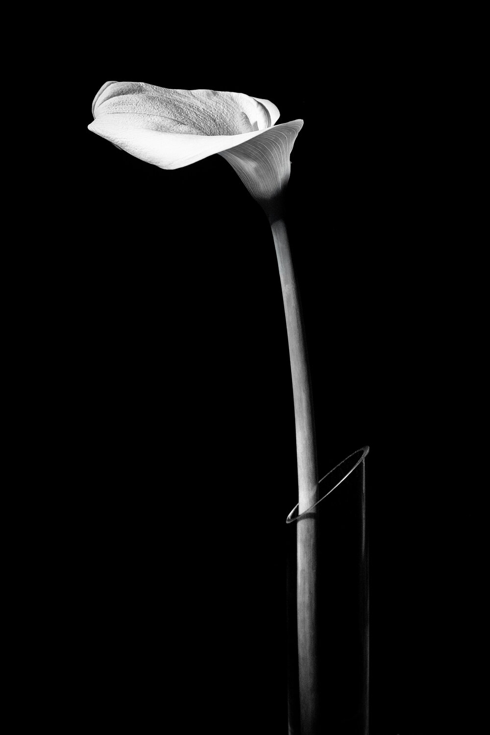 Lilly in a glass vase, Black and White David Campling