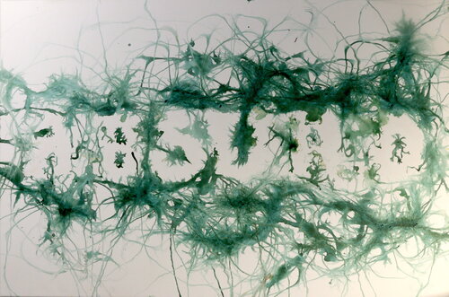 Worm Art Series #27 Absurd 1 von Pierre leichner, Malerei kaufen auf Singulart