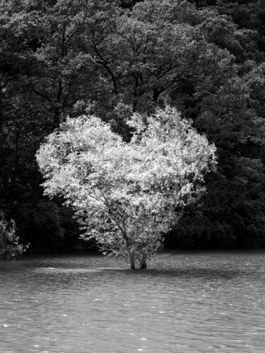Love by Benoit RUFF, Photography for Sale on Singulart