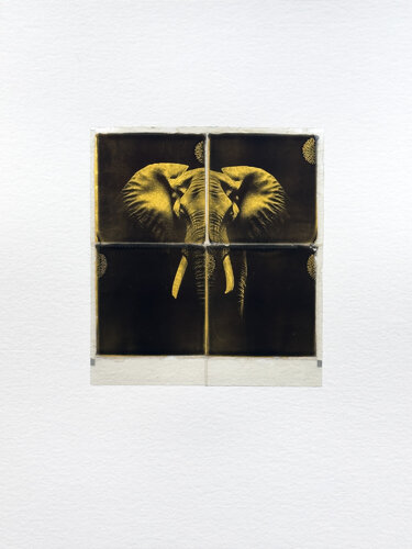 Elephant by Christof René Schmidt, 기타 매체 for Sale on Singulart