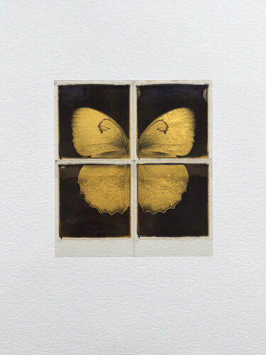 Schmetterling by Christof René Schmidt, 기타 매체 for Sale on Singulart