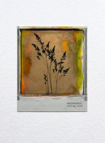 Grashalm by Christof René Schmidt, Photography for Sale on Singulart