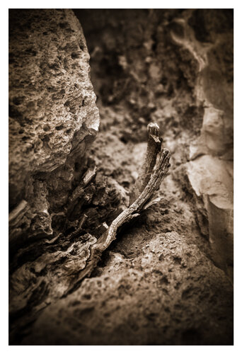 Fragmentos de Naturaleza Efímera 001 by Javier Roca, 사진 for Sale on Singulart
