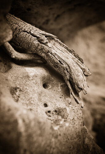 Fragmentos de Naturaleza Efímera 002 de Javier Roca, Fotografía a la venta en Singulart