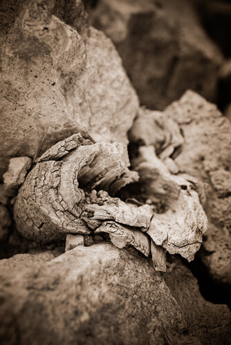 Fragmentos de Naturaleza Efímera 004 de Javier Roca, Fotografía a la venta en Singulart