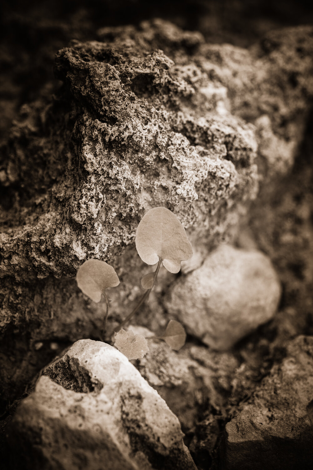 Fragmentos de Naturaleza Efímera 002 Javier Roca Fotografie zu verkaufen
