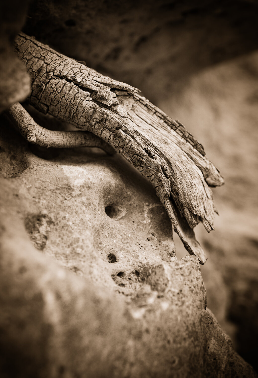 Fragmentos de Naturaleza Efímera 002 Javier Roca
