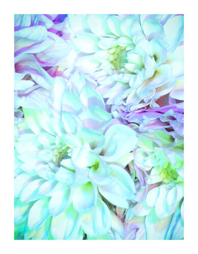 BLOOM#008 von Pierluigi Perfetto, Fotografie kaufen auf Singulart