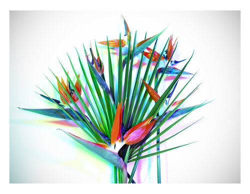 BLOOM#002 von Pierluigi Perfetto, Fotografie kaufen auf Singulart