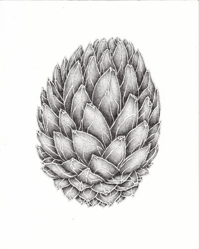 Galet • Spécimen XV von Séverine Bourgeois, Zeichnungen kaufen auf Singulart