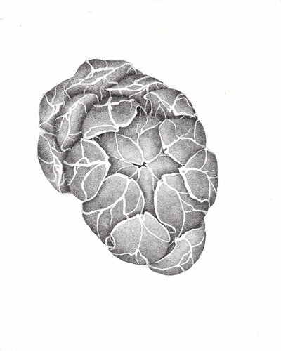 Galet • Spécimen VIII de Séverine Bourgeois, Dibujo a la venta en Singulart