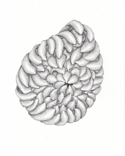 Galet • Spécimen XVII de Séverine Bourgeois, Dibujo a la venta en Singulart