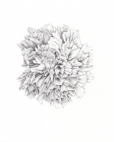 Galet • Spécimen XLII de Séverine Bourgeois, Dibujo a la venta en Singulart