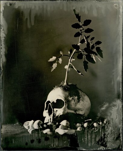 New Life by Christian Bärnthaler, 사진 for Sale on Singulart