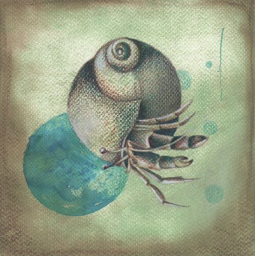 Estudio de una concha by Maite Granados Lopez, Drawing for Sale on Singulart
