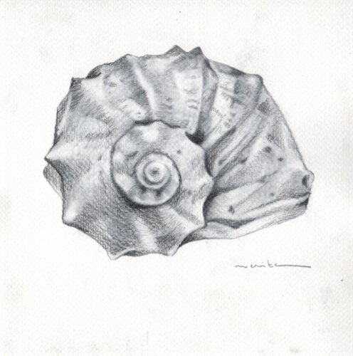 Estudio de una concha de Maite Granados Lopez, Dibujo a la venta en Singulart
