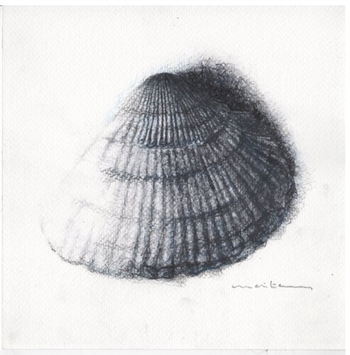Estudio de una concha van Maite Granados Lopez, Tekening te koop op Singulart