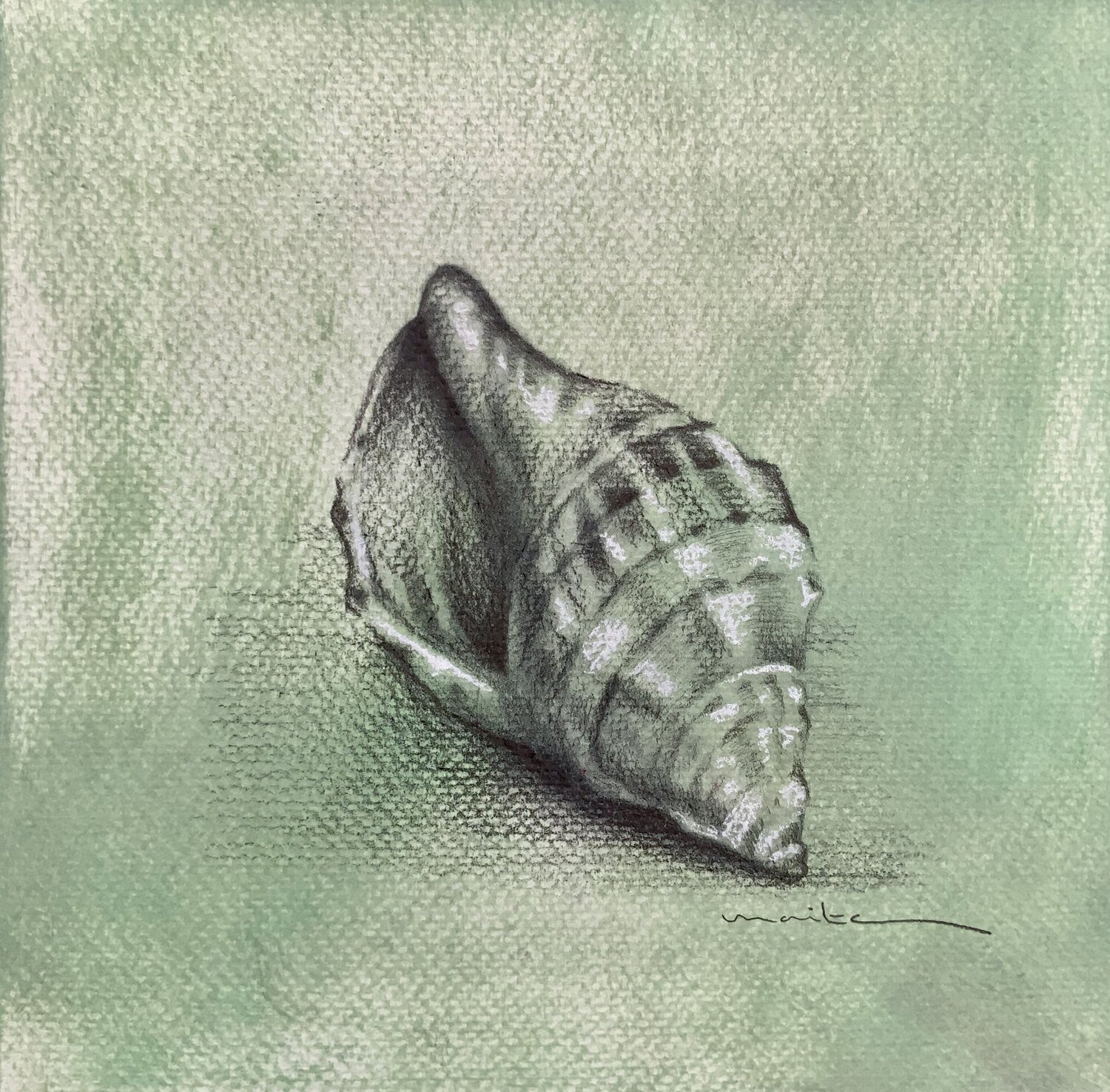 Estudio de una concha Maite Granados Lopez