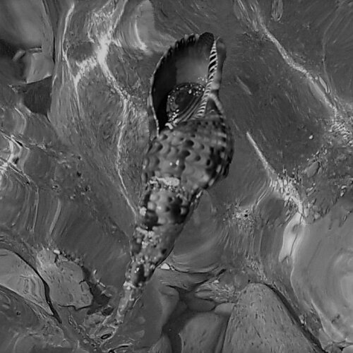 L'Escargot de Mer di Catherine Oliver, Fotografia in vendita su Singulart