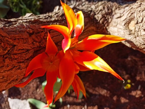L'arbre habité par la Fleur van Catherine Oliver, Fotografie te koop op Singulart