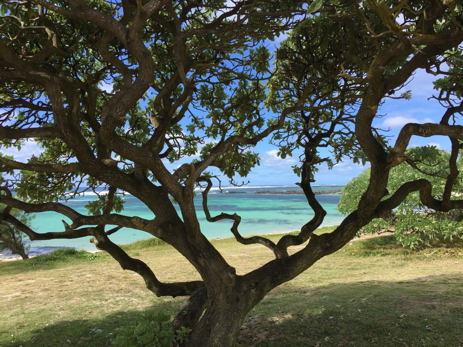 Au Delà de L' Arbre Catherine Oliver