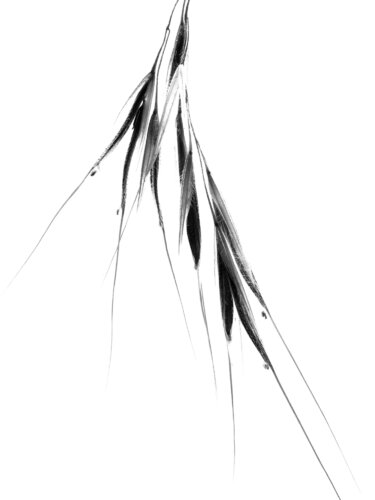 Monochrome - Wild Oat von Natalie Truchsess, Fotografie kaufen auf Singulart