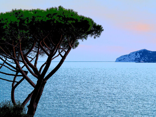 Pine - Enduring Sentinel von Natalie Truchsess, Fotografie kaufen auf Singulart