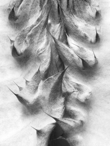 Monochrome Art – Artichoke von Natalie Truchsess, Fotografie kaufen auf Singulart