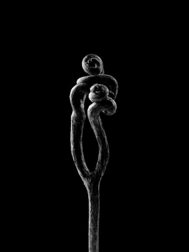 Monochrome Art – Protective Vine Tendril von Natalie Truchsess, Fotografie kaufen auf Singulart