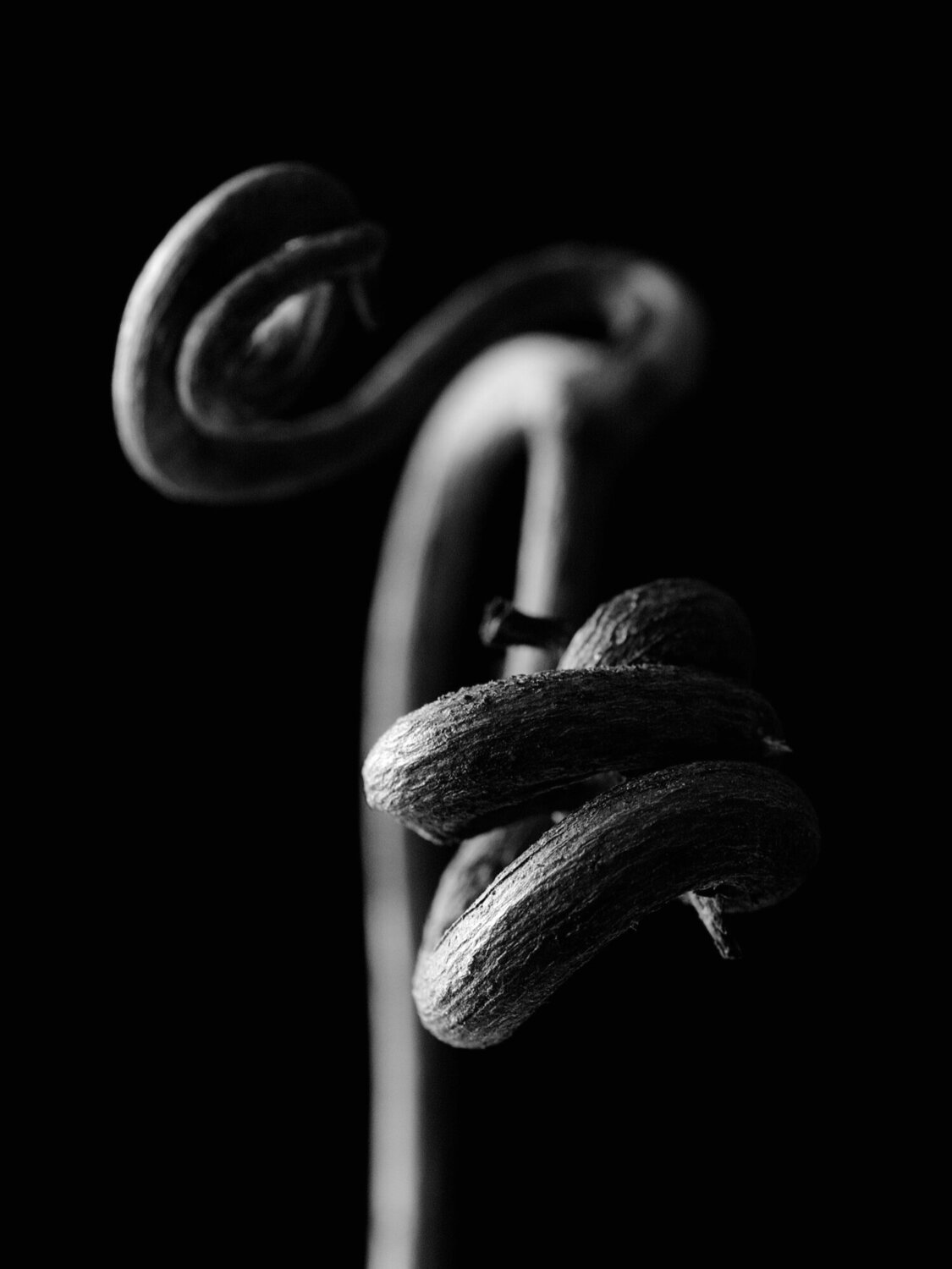 Monochrome Art – Mysterious Vine Tendril Natalie Truchsess Fotografia in vendita
