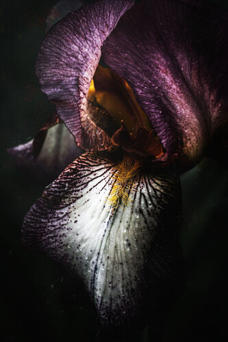 onfidence d'Iris par antoine marelle, Photographie en vente sur Singulart