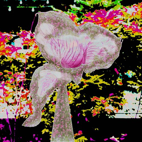 Vision aus dem Spektralgarten van Joachim Mantel, Fotografie te koop op Singulart