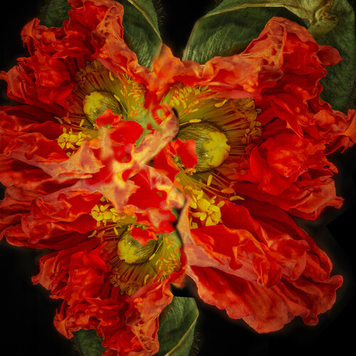 Feuerrote Mohn-Abstraktion par Joachim Mantel, Photographie en vente sur Singulart