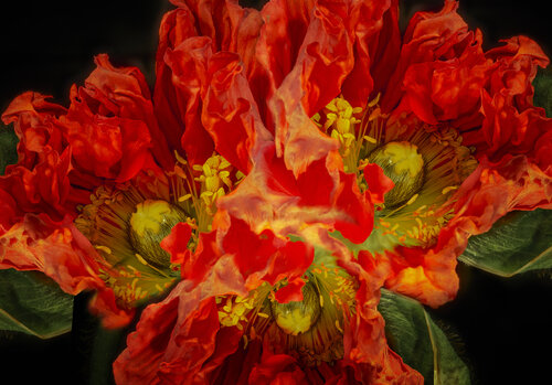 Nocturne der Verwandlung: Ein Mohn-Konzert par Joachim Mantel, Photographie en vente sur Singulart