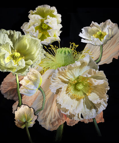Mondschein-Träume aus Porzellan par Joachim Mantel, Photographie en vente sur Singulart