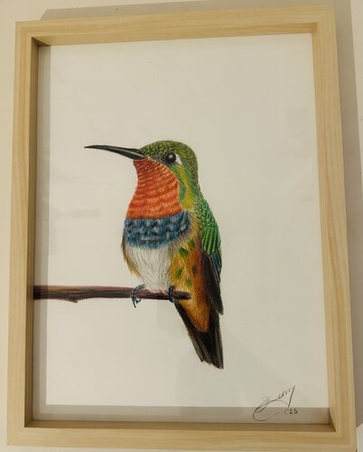 „Schwebende Farben – Kolibri in Stille“ von Erdal Sacan, Zeichnungen kaufen auf Singulart
