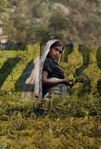it pays to buy good tea , teepflückerin sri lanka by Thomas Ruhl, Photography for Sale on Singulart