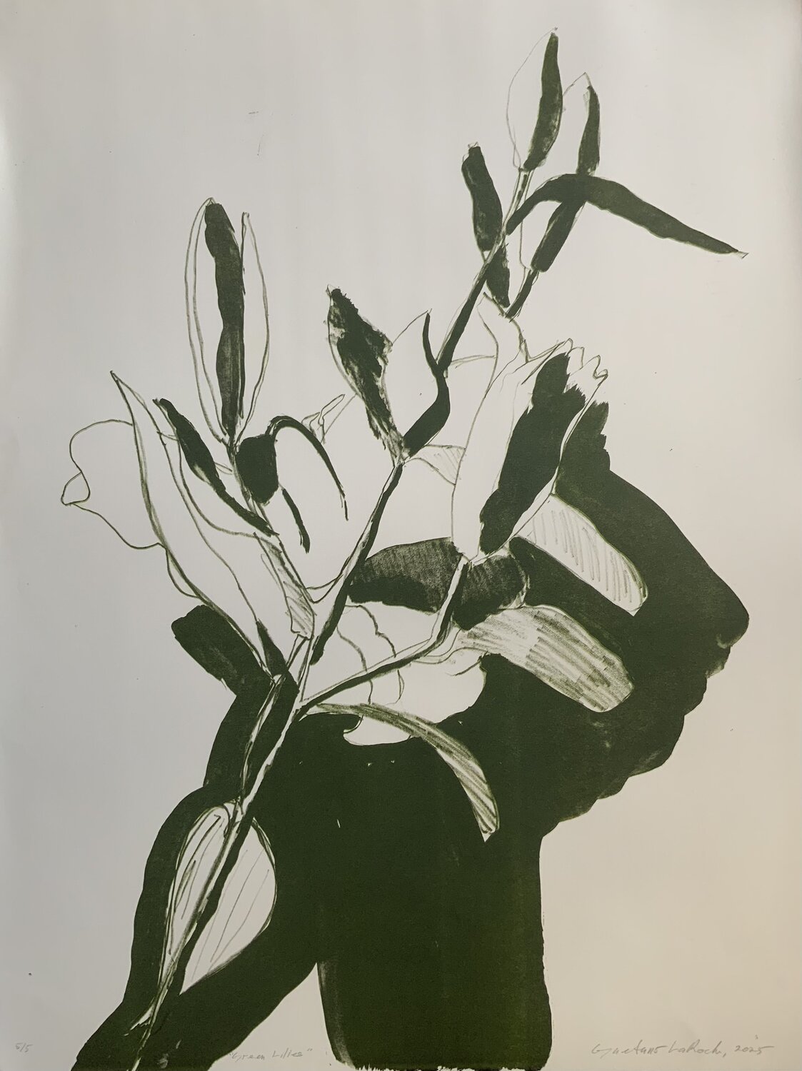 Lilies Opening Gaetano LaRoche