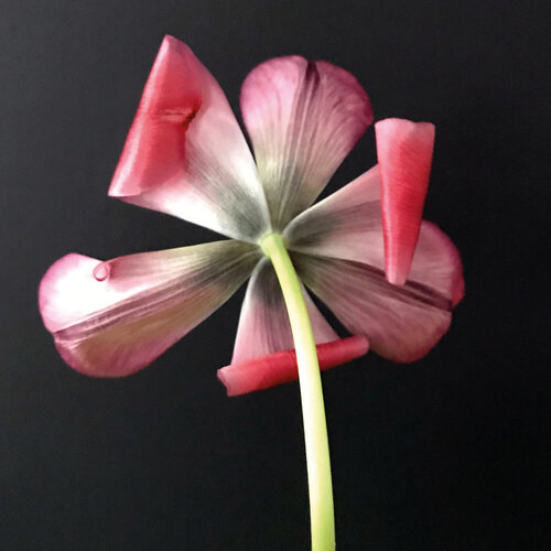 Transcience. Flowers by Maike Siever, Photography for Sale on Singulart