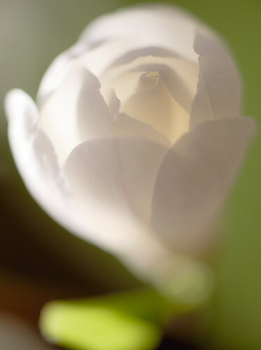 Im Inneren der Blüte von Roland Grüter, Fotografie kaufen auf Singulart