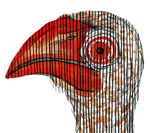 The Captured Gaze – Hornbill Study in Linear Confinement Roi Pajursky